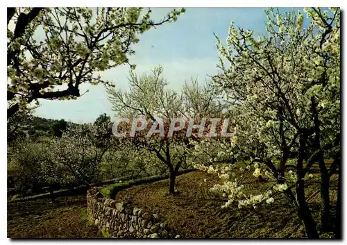 Cartes postales moderne Mallorca Baleares Espana Almendros en flor