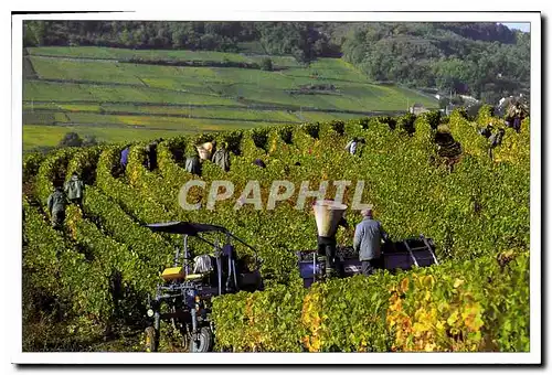 Cartes postales moderne Les vendanges en Bourgogne