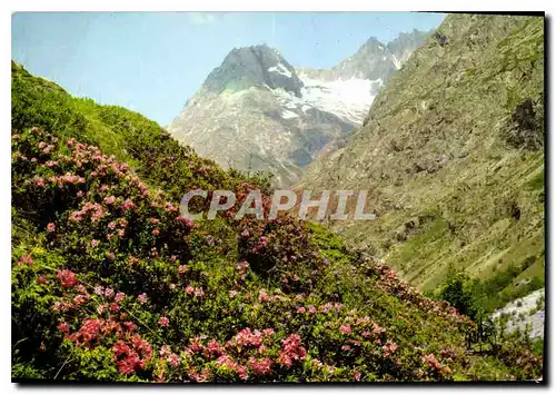 Cartes postales moderne Printemps dans les Alpes