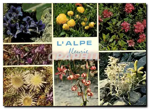Cartes postales moderne Fleurs des Alpes