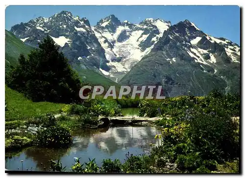 Cartes postales moderne Le Jardin Alpin au Col du Lautaret et Massif de la Meije