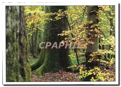 Cartes postales moderne Les Semaines Regionales de l'Environnement