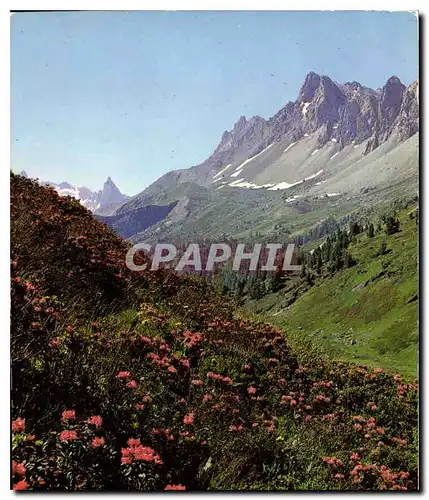 Cartes postales moderne Le Brianconnais Champs de Rhododendrans