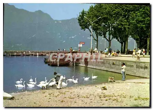 Cartes postales moderne Aix les Bains Le petit port et ses cygnes