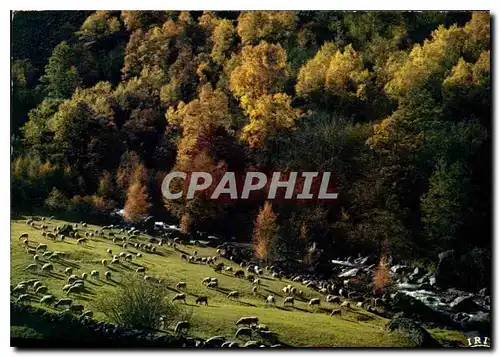 Cartes postales moderne Pastorale d'Automne