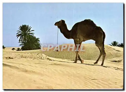 Cartes postales moderne Douz Sud Tunisien Chameau solitaire