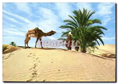 Cartes postales moderne Tunisie Sud tunisien Le desert