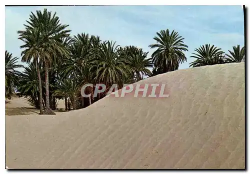 Cartes postales moderne Tunisie Sahara