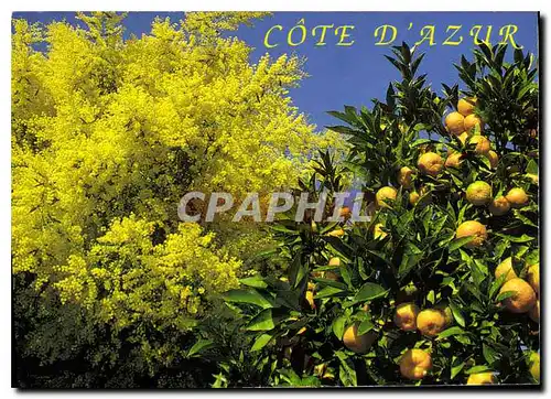 Cartes postales moderne Cote d'Azur