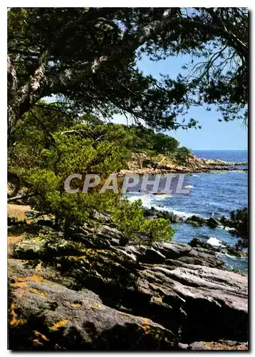 Cartes postales moderne Pinede et Calanque de la Cote Mediterranee