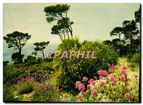 Cartes postales moderne Couleurs et Lumiere de France La Cote d'Azur miracle de la nature Paysage de la Cote d'Azur