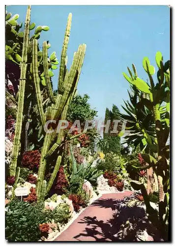 Cartes postales moderne Principaute de Monaco Le Jardin Exotique et ses merveilleux