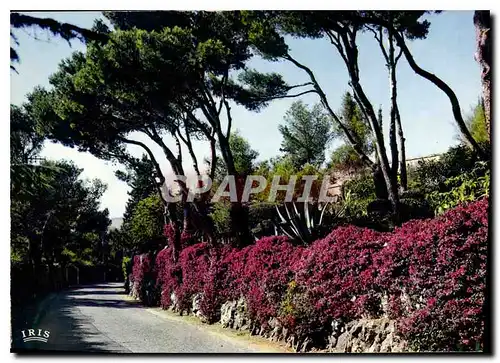 Cartes postales moderne Allee fleurie au Cap Ferrat