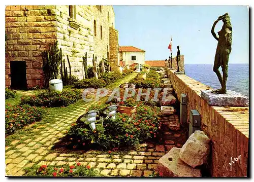 Cartes postales moderne Couleurs et Lumiere de France La Cote d'Azur Miracle de la Nature Antibes Alpes Martimes Le Chat