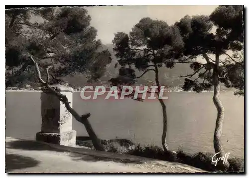 Cartes postales moderne La Cote d'Azur Menton Etude de Pins et vieille fontaine au Cap Martin