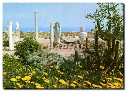 Cartes postales moderne Carthage tunisie l'antiquarium