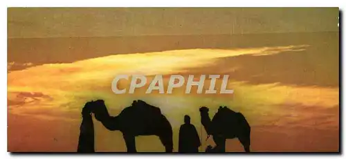 Cartes postales moderne Chameliers au Couchant Sahara Tunisien