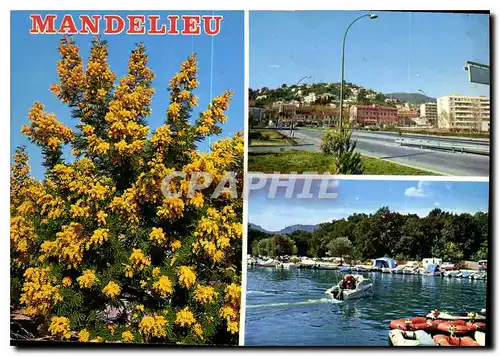 Cartes postales moderne Mandelieu Cote d'Azur La colline aux Mimosas les bords de la Siagne