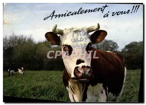 Cartes postales moderne Vaches