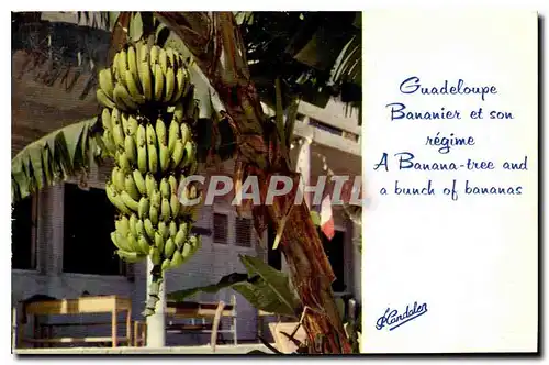 Cartes postales moderne La Guadeloupe en couleurs Bannier et son regime