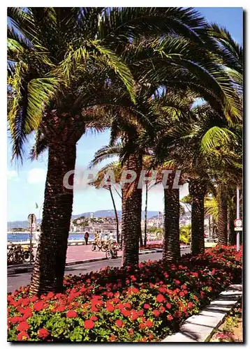 Cartes postales moderne La Cote d'Azur French Riviera Cannes Alpes Maritimes La Croisette et le Suquet