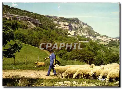 Cartes postales moderne Roquefort Un troupeau de brebis devant le sote de Roquefort ou s'eiabore le celebre fromage du m