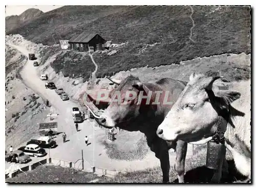Cartes postales moderne Les Pyrenees Col du Tourmalet Depart de la Route du Pic du Midi Vaches