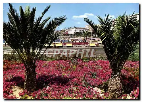 Moderne Karte La Cote d'Azur Cannes Parterre fleuri au Port Pierre Canto