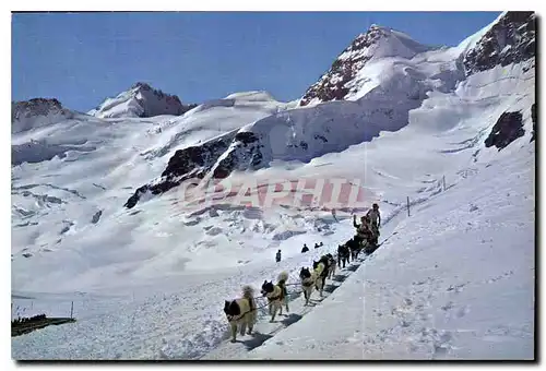 Cartes postales moderne Jungfraujoch Polarhunde mit Gletscherhorn und Rottalhorn