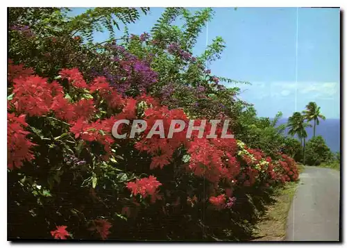Cartes postales moderne Martinique Grand Riviere des fleurs sur la route