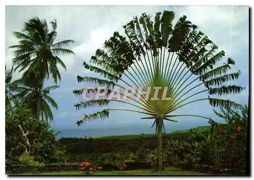 Moderne Karte Martinique Basse Pointe Plantation Leyritz de bon voisins cocotiers et arbre du voyageur