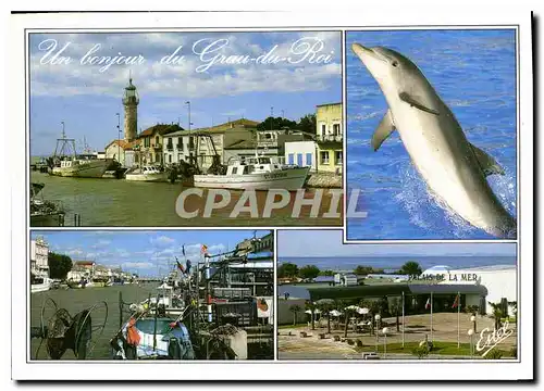 Cartes postales moderne En Camargue Le Grau du Roi Gard