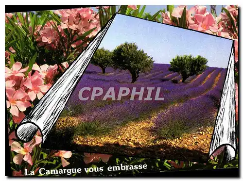 Cartes postales moderne La Camargue vous embrasse