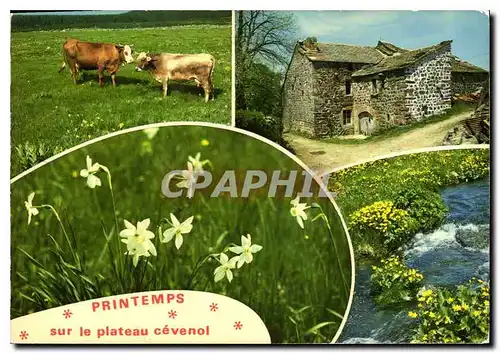 Cartes postales moderne Printemps sur le Plateau Cevenol