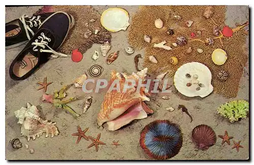 Cartes postales moderne Shells