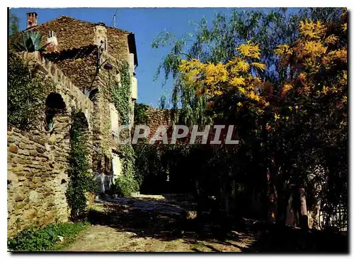 Cartes postales moderne Paysage Mediteraneen Vieilles peirras et Mimosas