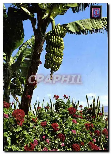 Cartes postales moderne Tenerife Platanes en fleurs