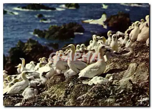 Moderne Karte La Bretagne En Couleurs Les Sept Iles Colonie de Fous de Bassan Oiseaux