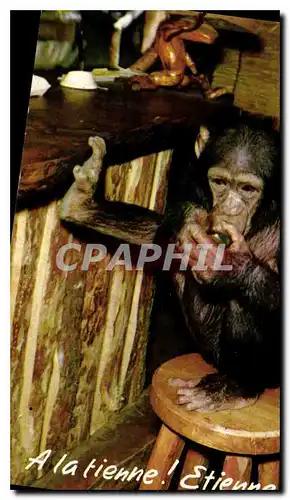 Cartes postales moderne A la tienne Etienne Singe Chimpanze