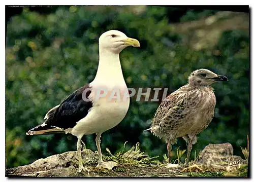 Cartes postales moderne Reserves naturelles de la Societe pour l'Etude at la Protection de la Nature en Bretagne