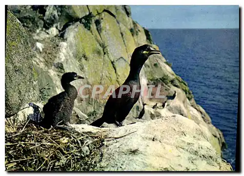 Cartes postales moderne Reserves naturelles de la Societe pour l'Etude at la Protection de la Nature en Bretagne Cormora