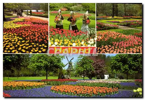 Cartes postales moderne Holland in bloementool