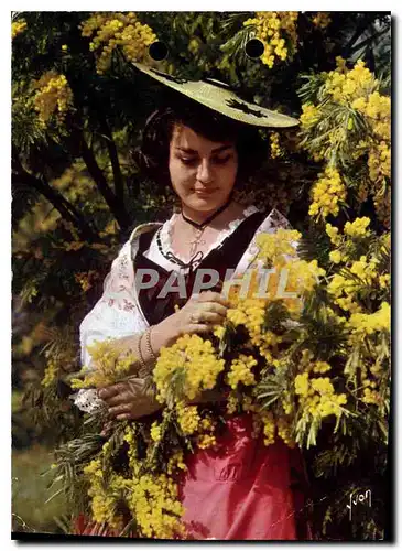 Cartes postales moderne Couleurs et Lumiere de France La Cote d'Azur miracle de la nautre Voici des fleurs