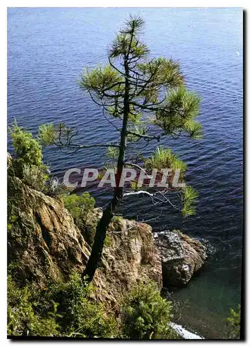 Cartes postales moderne L'Esterel Alpes Maritimes Un pin sur la falaise