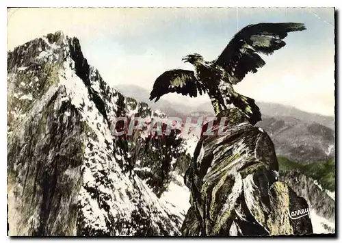 Cartes postales moderne Les Pyrenees L'Aigle quittant son aire pour partir en chasse ou il se montre l'un des plus forts