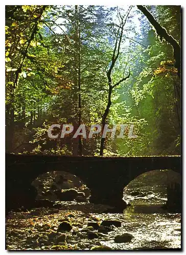 Cartes postales moderne Automne a Consolation Doubs Dans le fond du parc