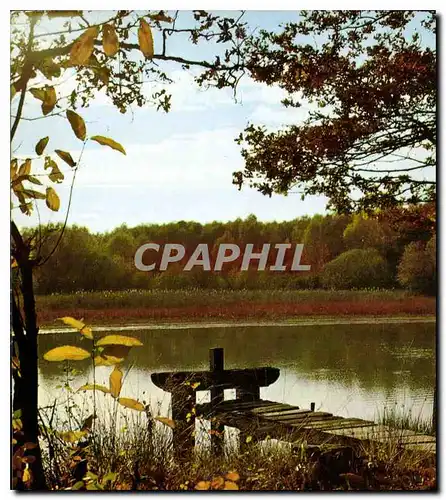 Cartes postales moderne En Sologne Un etang a l'automne