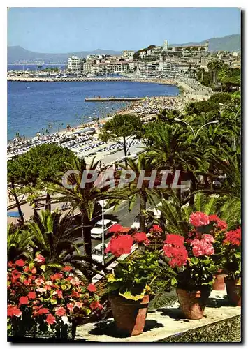 Cartes postales moderne Cannes Cote d'Azur French Riviera La Croisette Au fond le Suquet