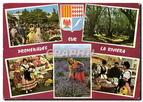 Cartes postales moderne Les Sites Merveilles de la Cote d'Azur Une bataille de fluers