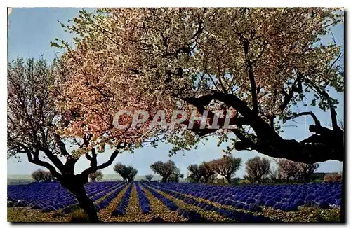 Cartes postales moderne Lavandes et amandiers en fleurs dans les Alpes de Provence